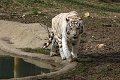 weißer Tiger - 3