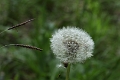 IMG_9912