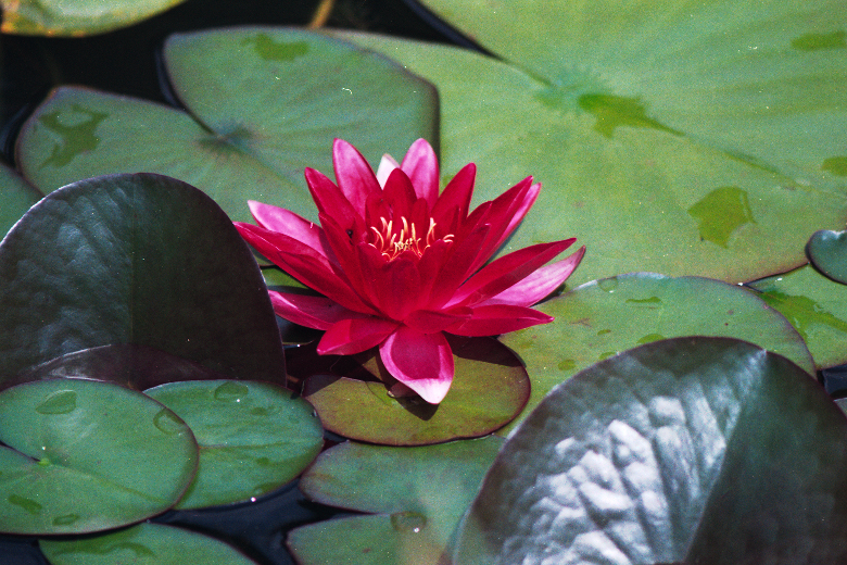 Scan82.jpg