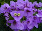 Brissago002