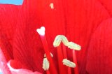 IMG_1852