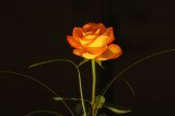 IMG_2377