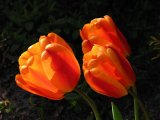 IMG_3685